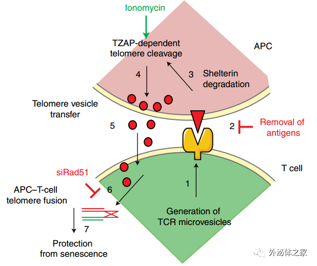 Nat Cell Biol：细胞外囊泡转移端粒，T细胞抵抗衰老新机制