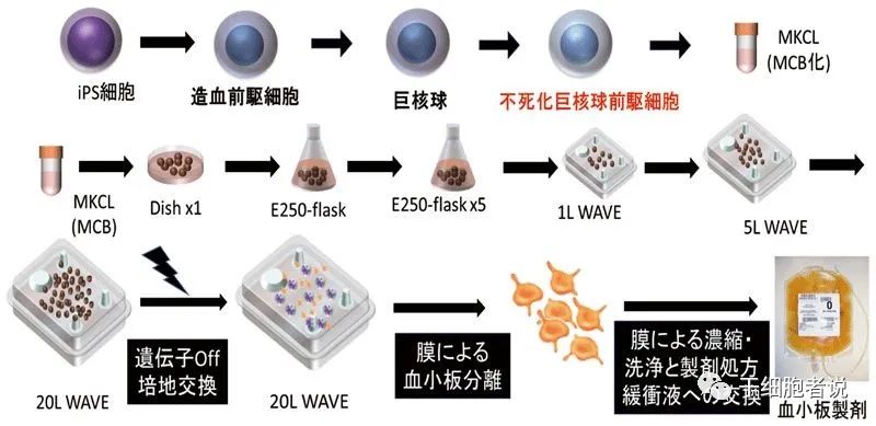 iPSC细胞疗法在日本的临床研究