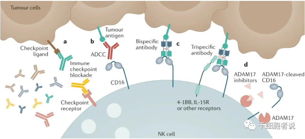 Nat Rev Drug Discov丨NK细胞疗法：抗肿瘤第一道防线