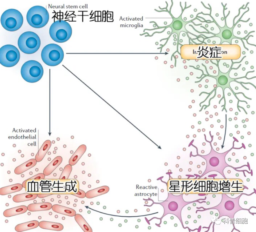 干细胞可以治疗脑出血吗？