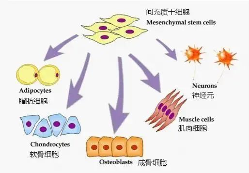 间充质干细胞如何发挥抗衰老的作用机制？