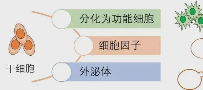 干细胞上清液、外泌体、细胞因子三者之间的关系