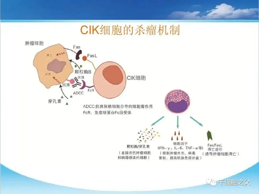 新一代抗癌首选方案：CIK细胞疗法及临床案例