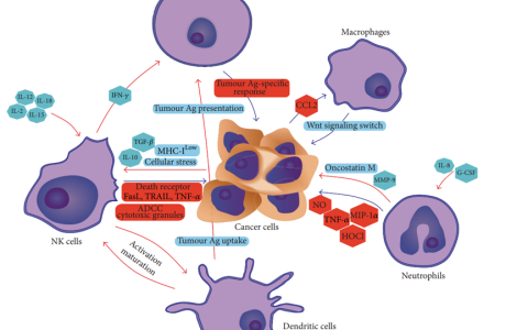 癌症治疗过程的双向间谍--巨噬细胞