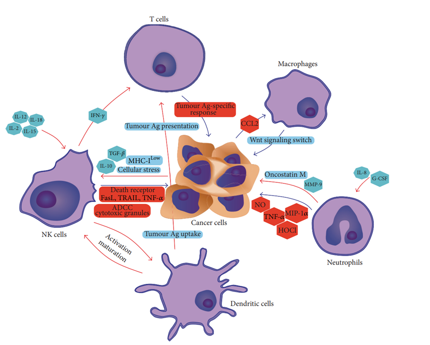 癌症治疗过程的双向间谍--巨噬细胞