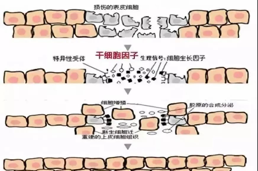 干细胞的流失，是皮肤衰老的主因！