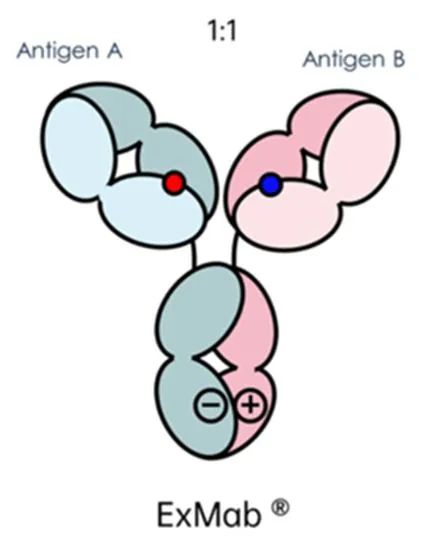 天广实生物CD3/CD20双抗IND获得受理，国内哪些企业正在路上？