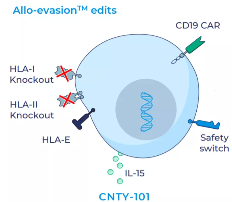 NK细胞免疫疗法的最新进展