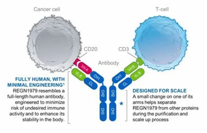 天广实生物CD3/CD20双抗IND获得受理，国内哪些企业正在路上？