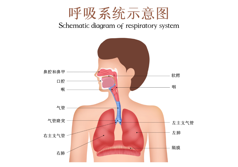 干细胞技术有望实现“呼吸自由”