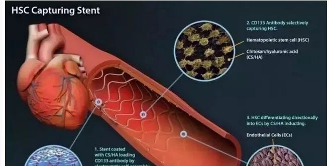【健康科普】干细胞的治疗作用！