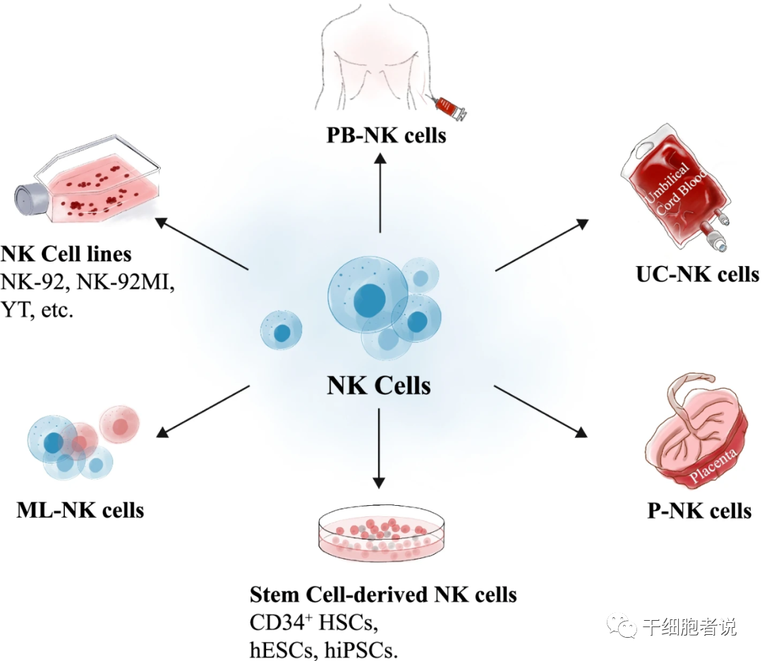 Nat Rev Drug Discov丨NK细胞疗法：抗肿瘤第一道防线