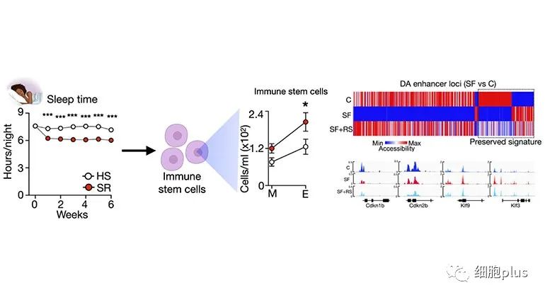 西奈山新的人和鼠研究报告：长期睡眠不足，直接改变干细胞和免疫细胞，导致炎症疾病和心血管疾病