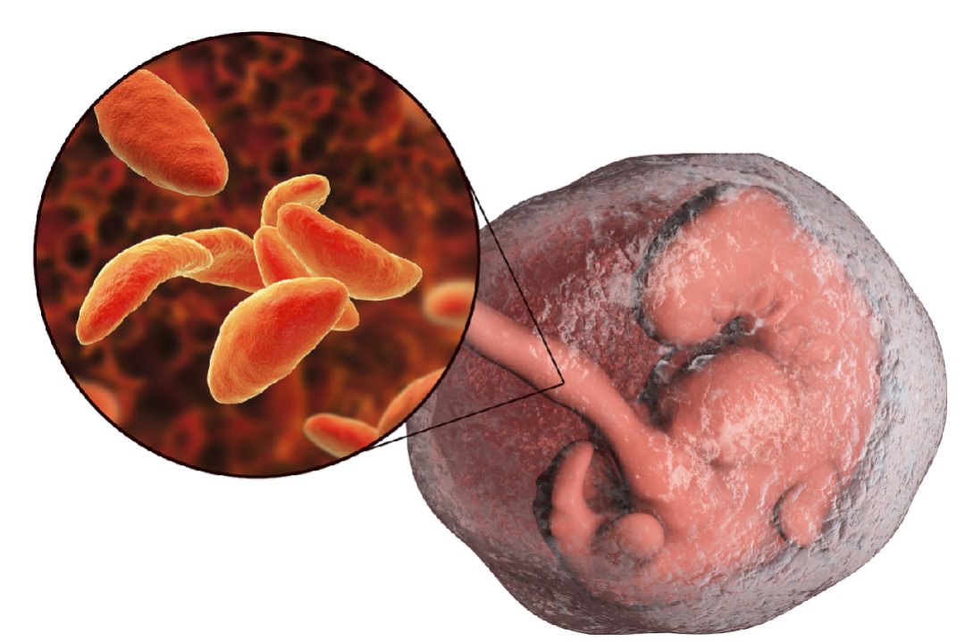新证据！胎盘是转化研究和再生医学的金矿，成为更多疾病的治疗新策略