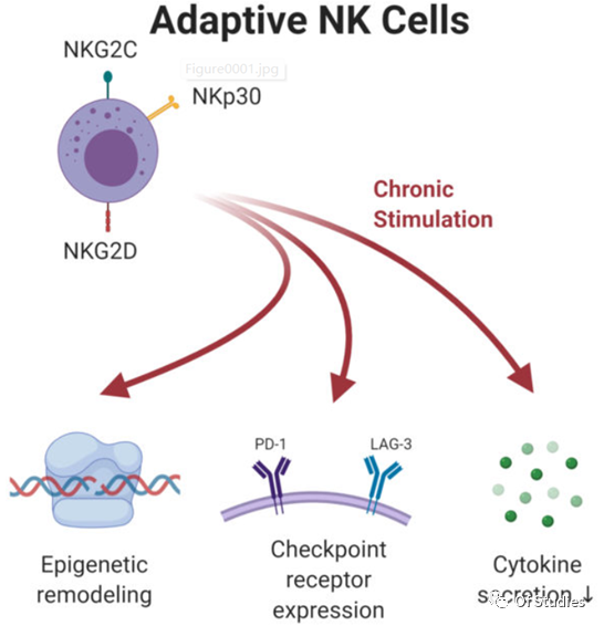 NK细胞学习