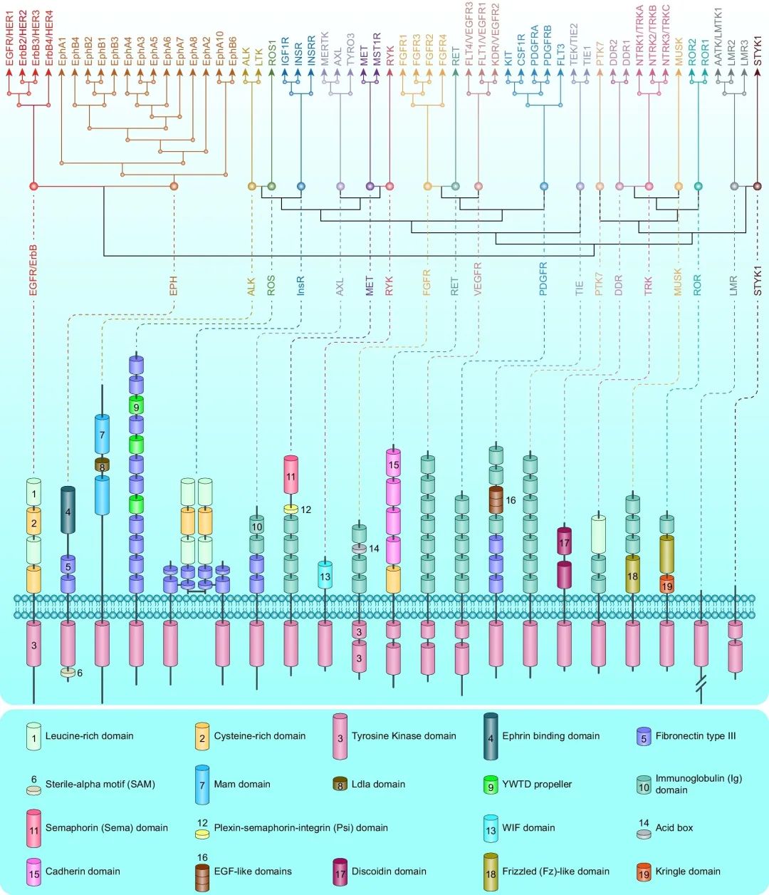 最新综述：抗肿瘤药物三十年，FDA 批准的小分子药物与免疫治疗药物