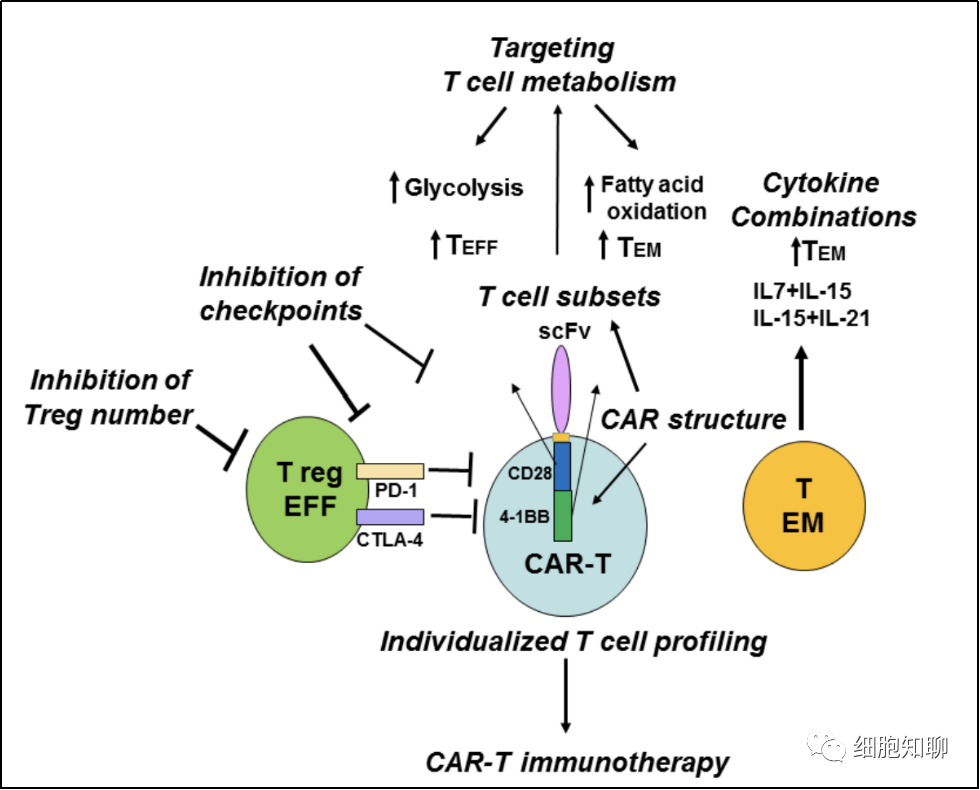 T细胞的不同亚群及其在CAR-T免疫疗法中的作用