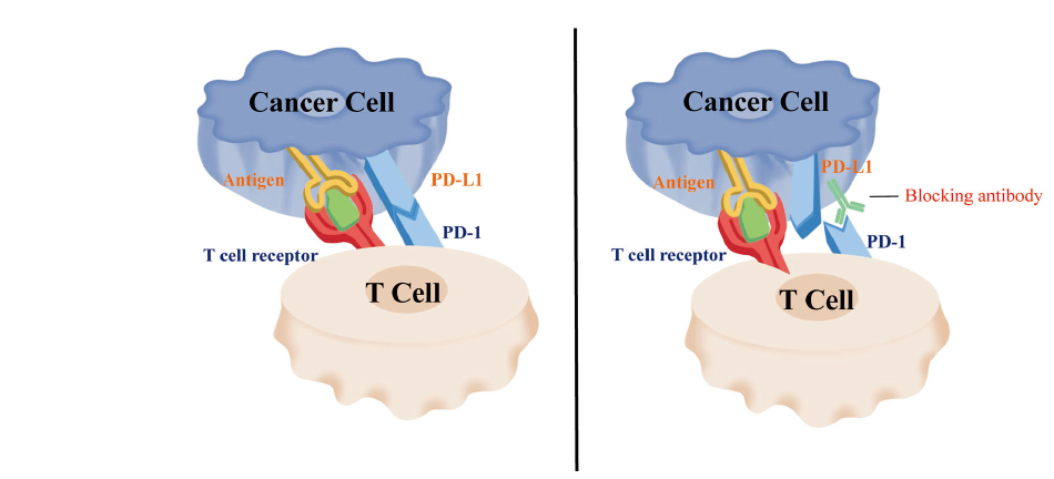 肿瘤精准治疗时代：创新免疫疗法进入黄金发展阶段