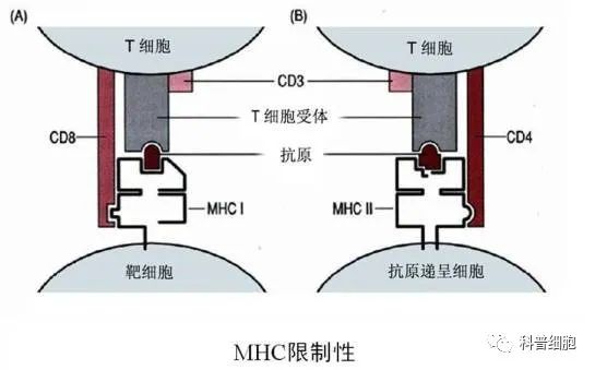 关于NK细胞，你需要知道什么？