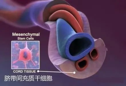 脐带间充质干细胞丨战胜所有疾病的无限潜能
