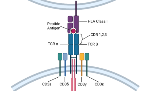 TCR-T细胞治疗的研究现状和挑战