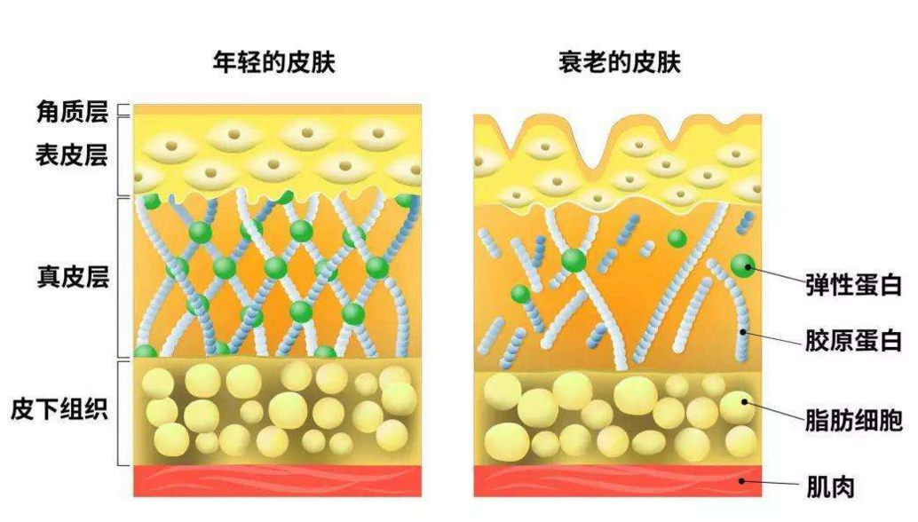 干细胞面部抗衰