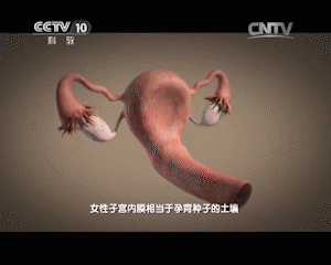 CCTV报道：干细胞修复子宫内膜，让更多的女性当上妈妈！