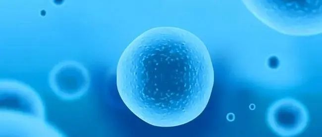 未来医学之星——间充质干细胞