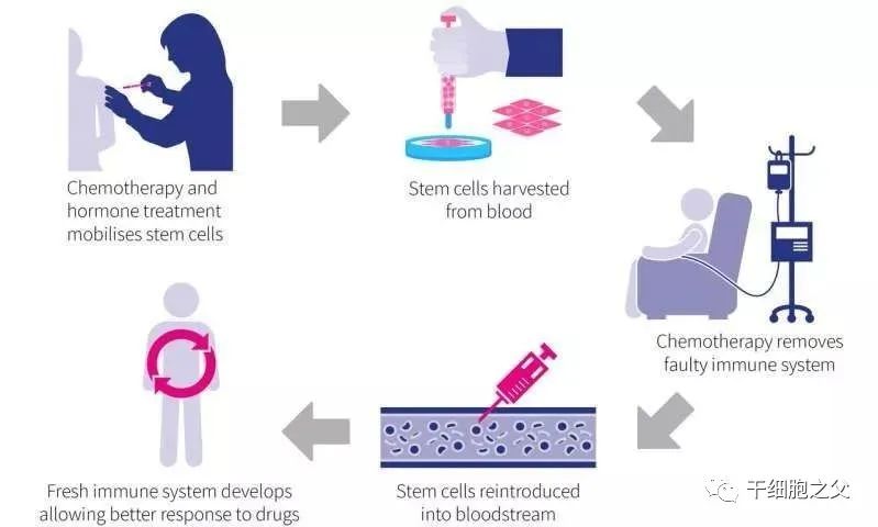干细胞应用：自体和异体的干细胞，哪个更好？