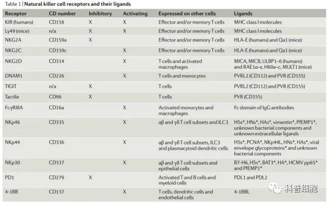 关于NK细胞，你需要知道什么？