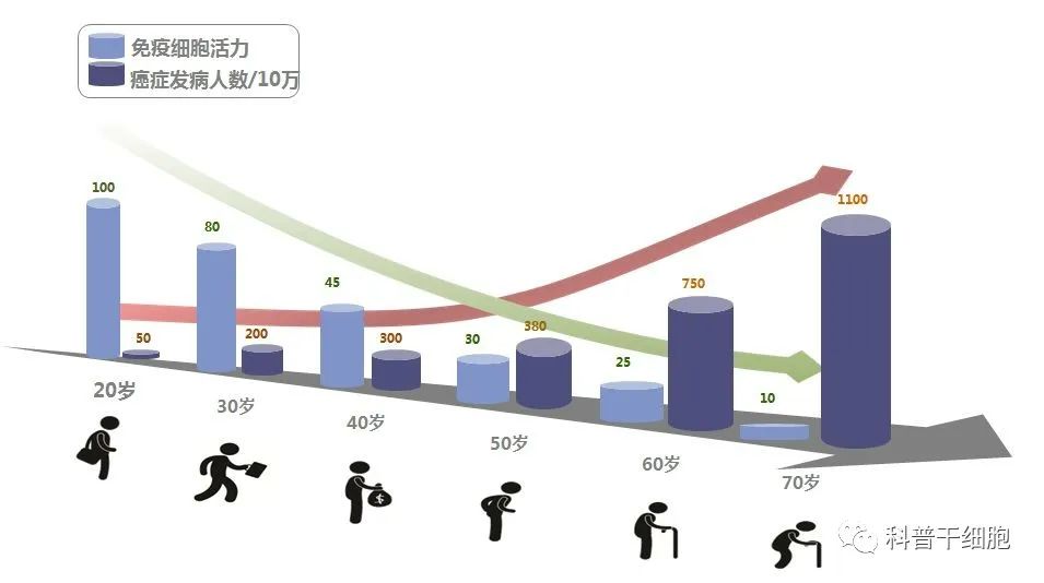 70岁与20岁的免疫细胞有何区别？