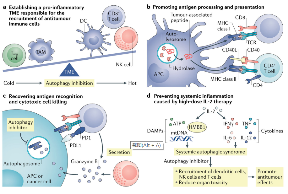 肿瘤免疫和治疗中的自噬
