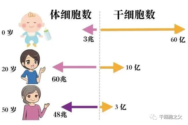 干细胞抗衰保健：一种全新的健康生活方式