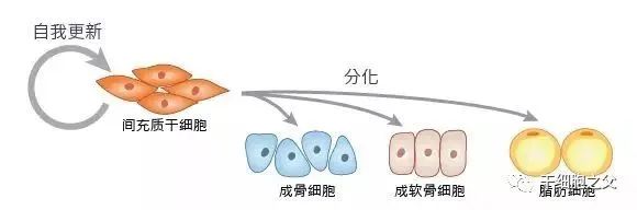 间充质干细胞，80多种自身免疫性疾病患者的新希望