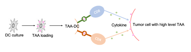 启辰生生物基于mRNA-TAA的DC细胞疗法IND获得受理