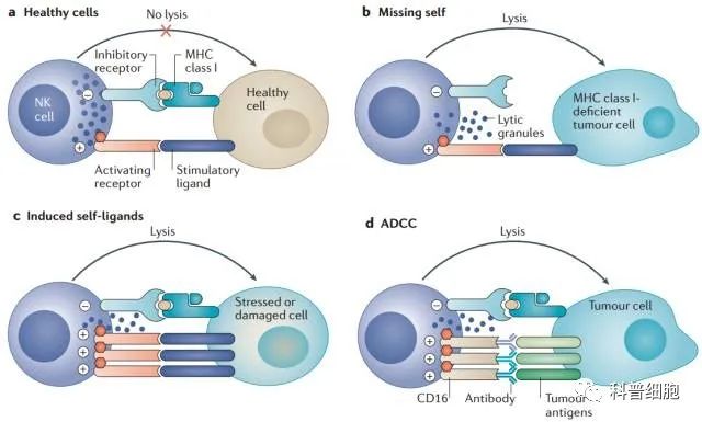 关于NK细胞，你需要知道什么？