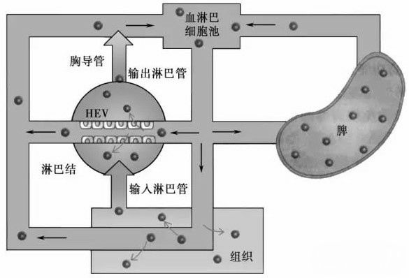 如何理解干细胞的作用机制——归巢性？