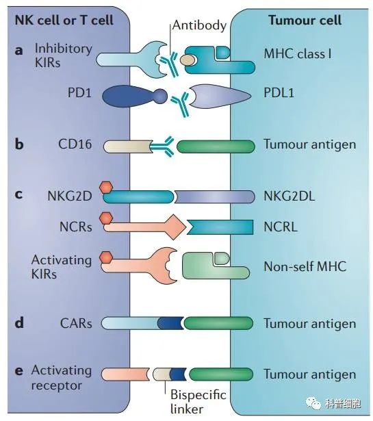 关于NK细胞，你需要知道什么？