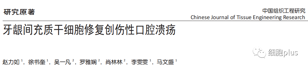 研究证明，磨人的口腔溃疡，间充质干细胞能帮忙