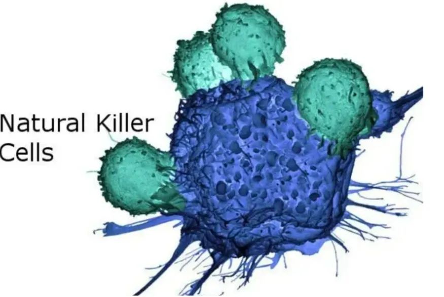关于免疫细胞应用的10个问与答