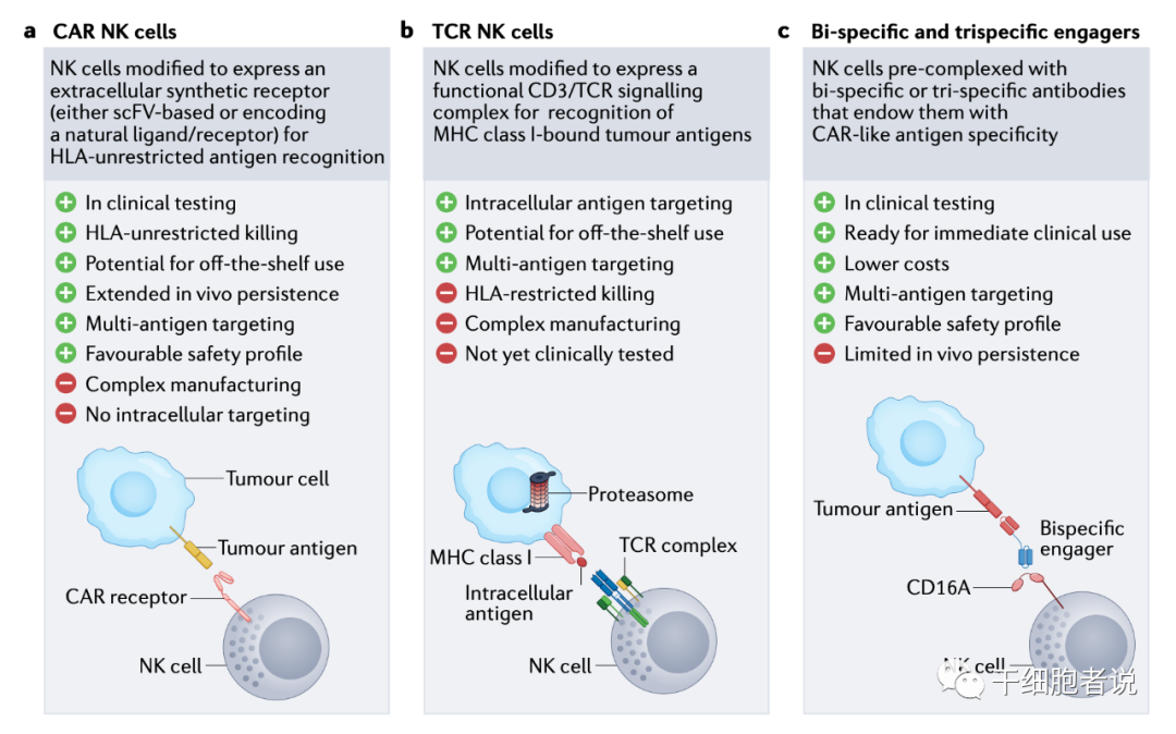 Nat Rev Cancer：NK细胞疗法未来方向