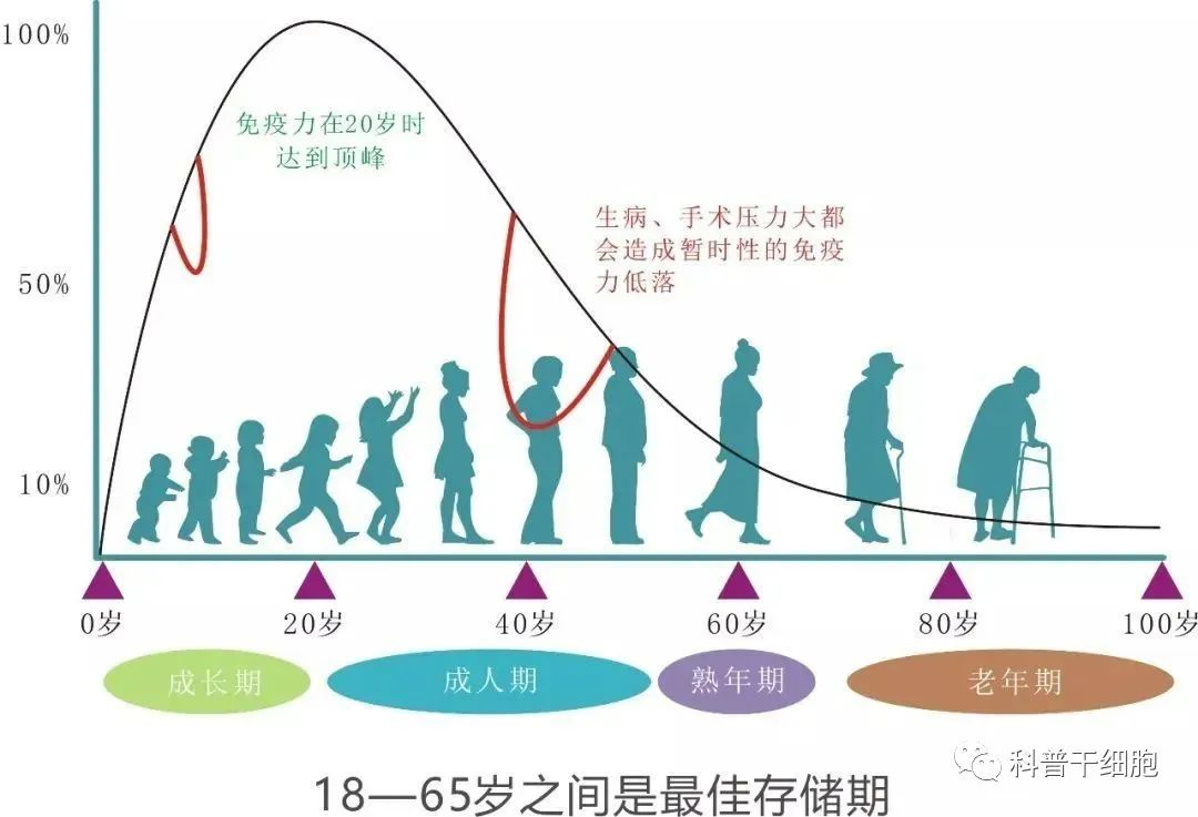 70岁与20岁的免疫细胞有何区别？