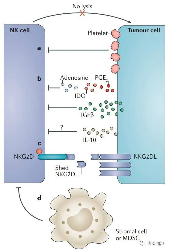 关于NK细胞，你需要知道什么？