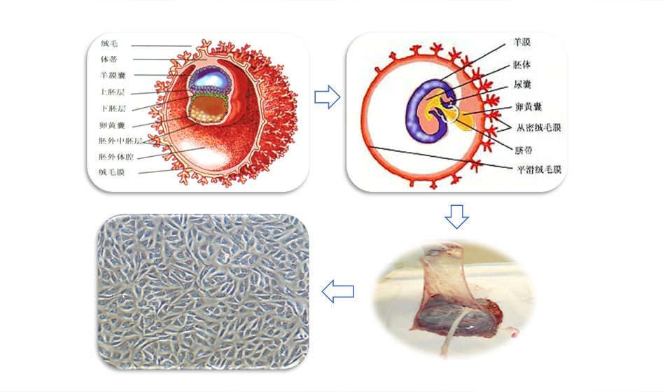人羊膜上皮干细胞——再生医学的理想种子细胞