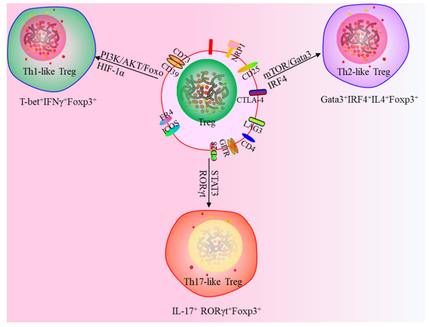 新一代调节性T细胞疗法：CAR-Treg