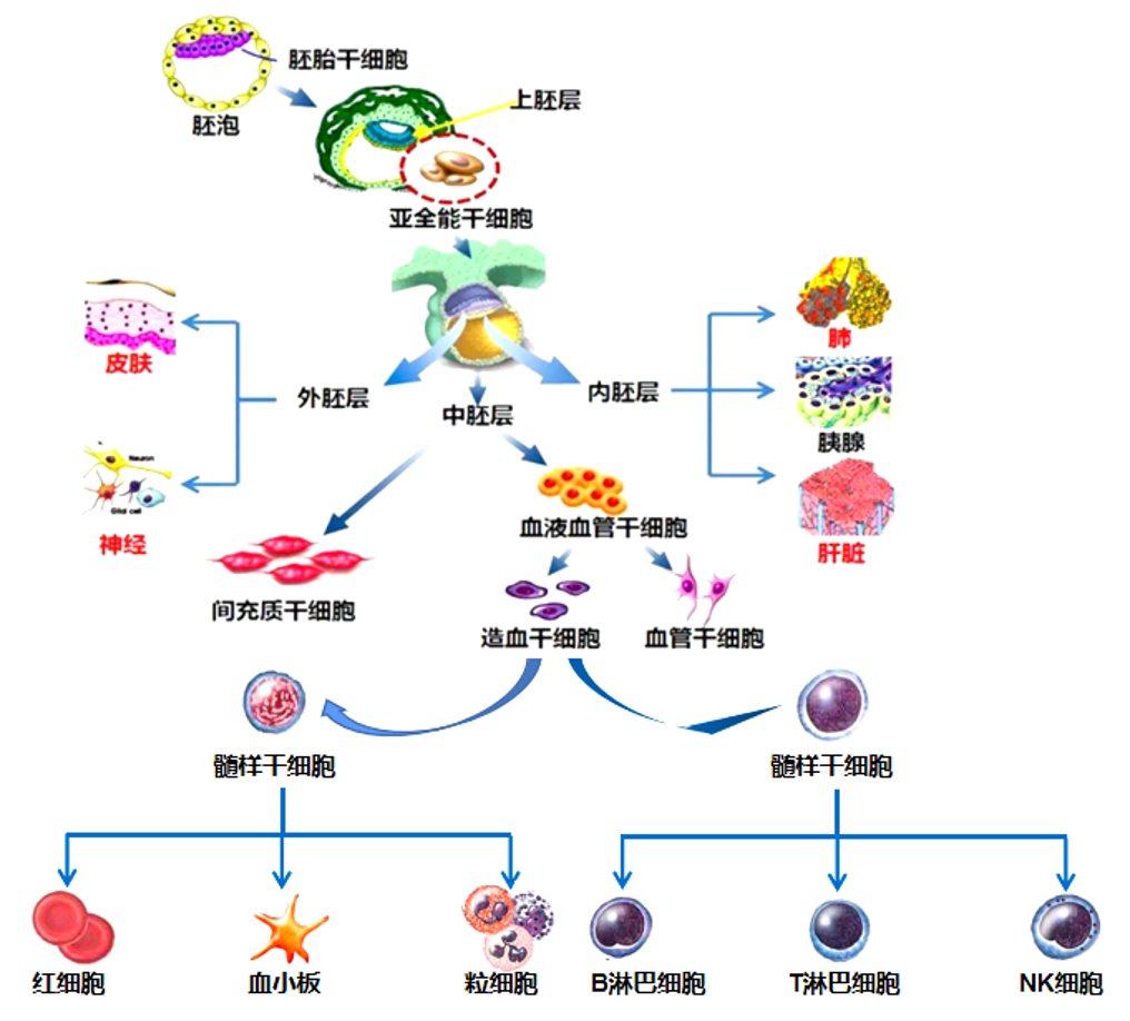 2022年干细胞治疗行业研究报告