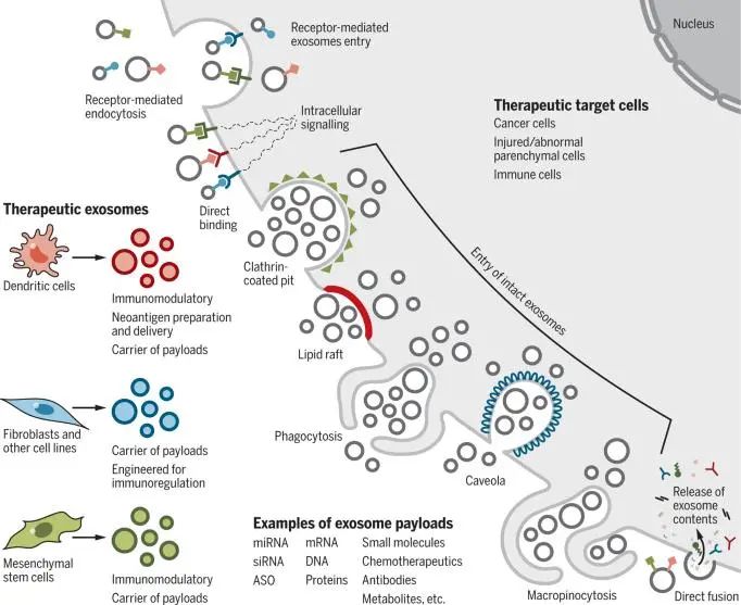 生物医学前沿的外泌体，你还不知道？一篇文章带你了解外泌体