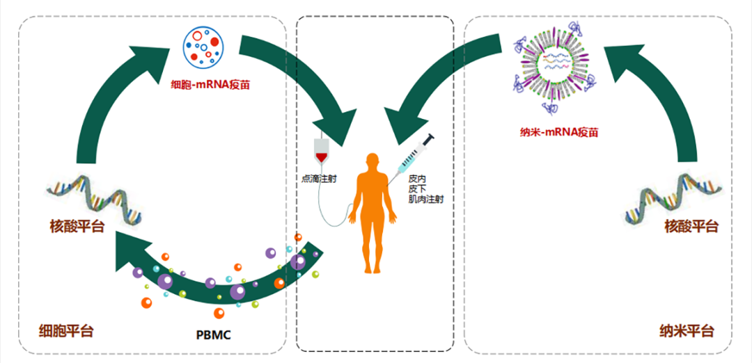 启辰生生物基于mRNA-TAA的DC细胞疗法IND获得受理