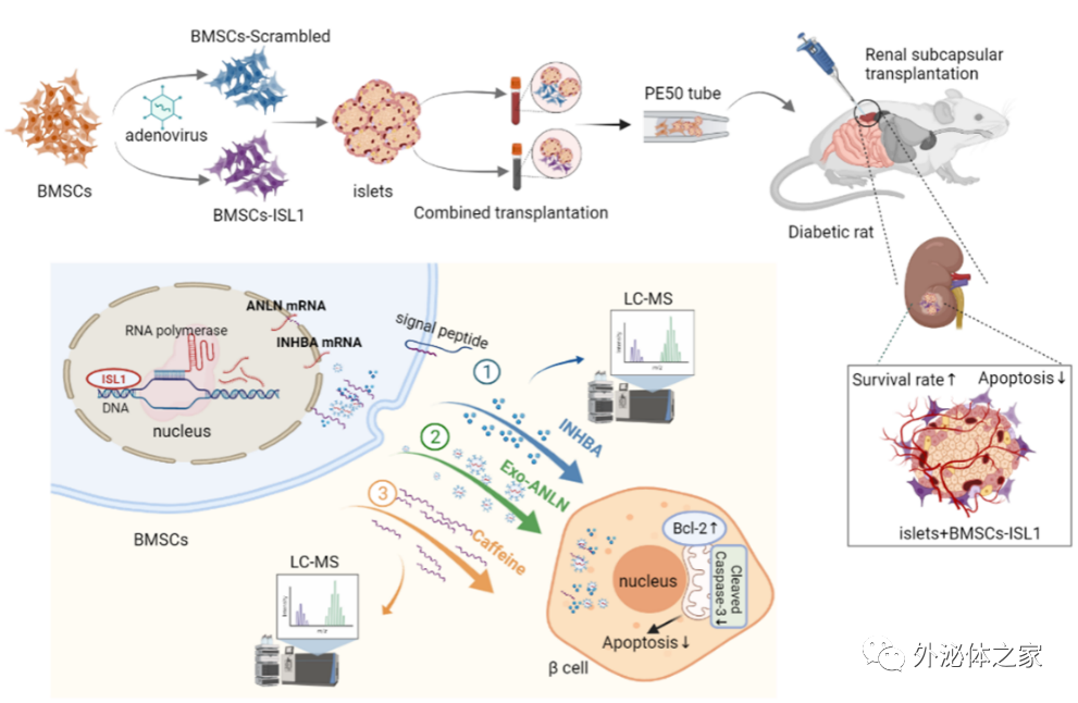 Cell Mol Life Sci | 西安交通大学第一附属医院器官移植研究所丁小明：骨髓间充质干细胞预防移植胰岛凋亡的新机制