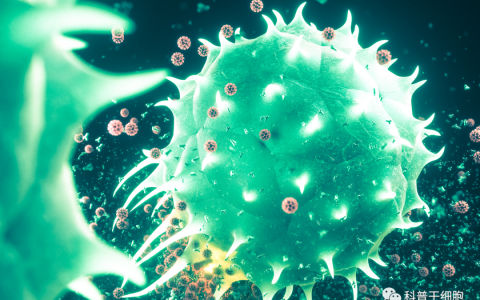 70岁与20岁的免疫细胞有何区别？